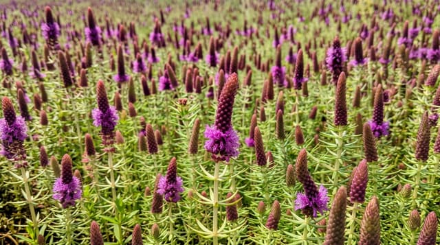 Kaas Plateau