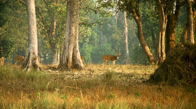 Kanha National Park