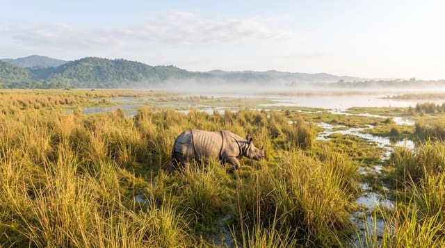 Kaziranga National Park