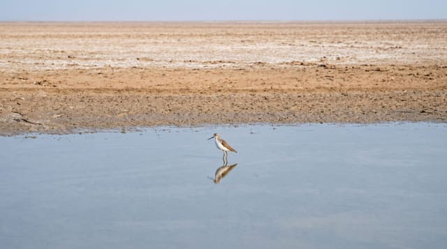 Little Rann of Kutch