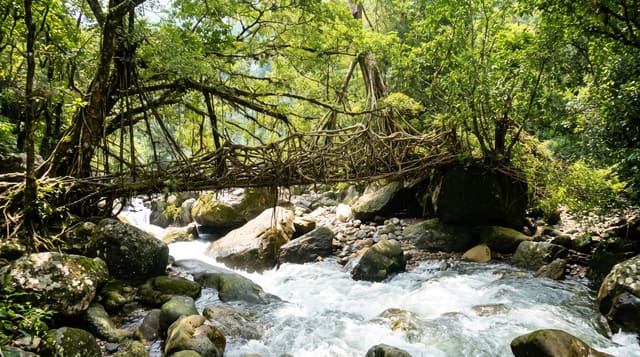 Living Root Bridges of Meghalaya