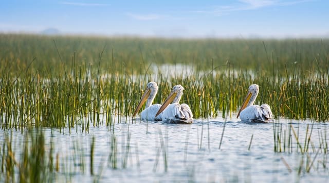Nalsarovar Bird Sanctuary