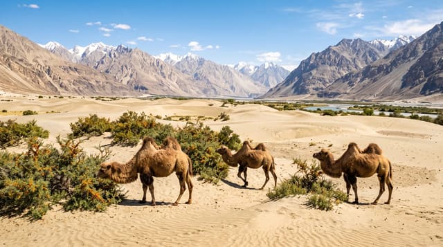 Nubra Valley