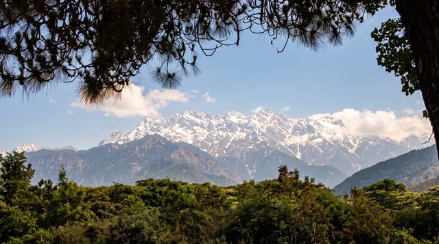 Palampur Tea Gardens