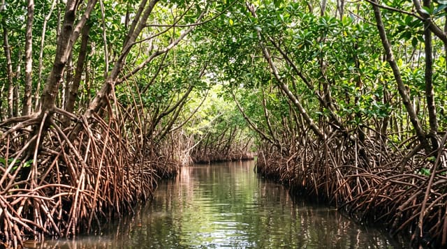 Pichavaram Mangroves