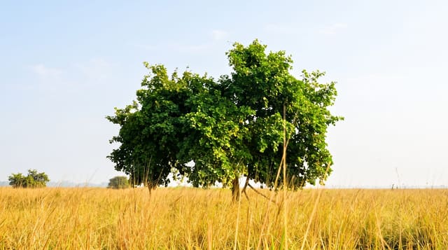 Pobitora Wildlife Sanctuary