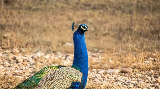Rajaji National Park