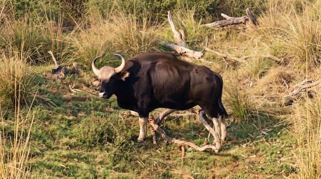 Satpura National Park