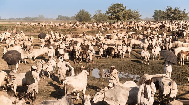 Sonepur Cattle Fair