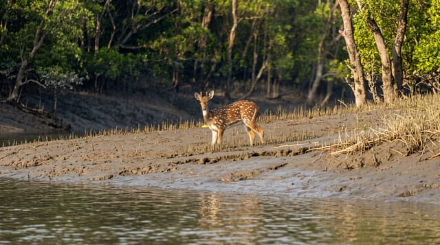 Sundarbans National Park