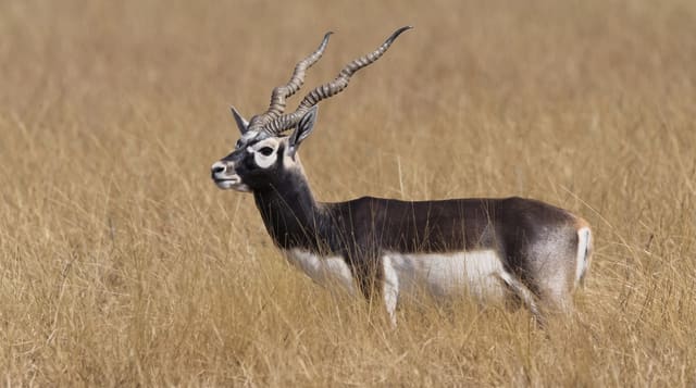 Velavadar Blackbuck National Park