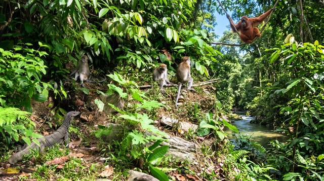 Gunung Leuser National Park