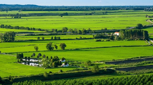 Vercelli Rice Paddies