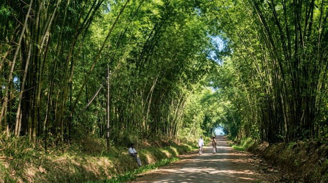 Bamboo Avenue