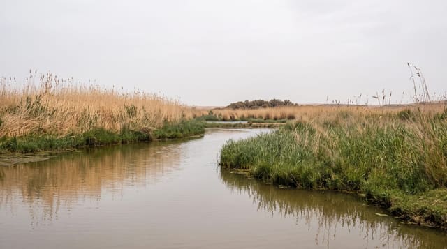 Azraq Wetland Reserve