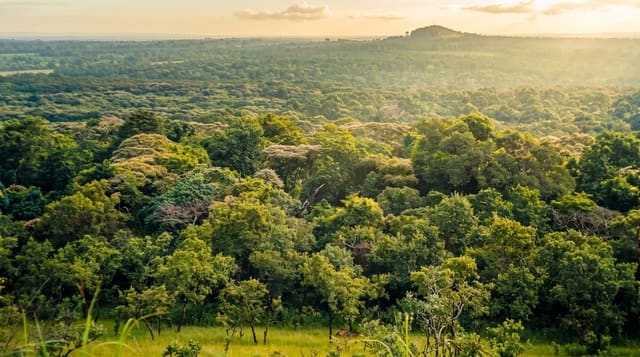 Kakamega Forest