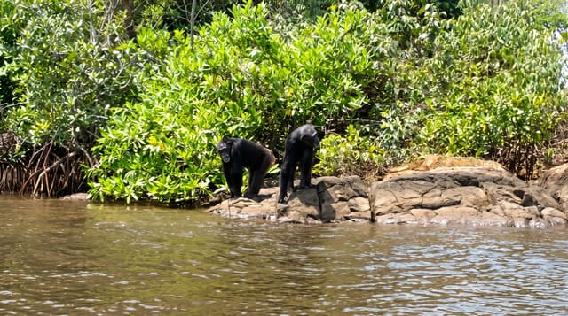 Monkey Island