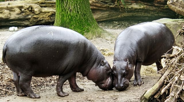 Sapo National Park