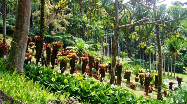 The Jardin de Balata