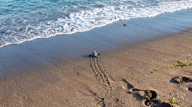 The Sea Turtles of Mayotte