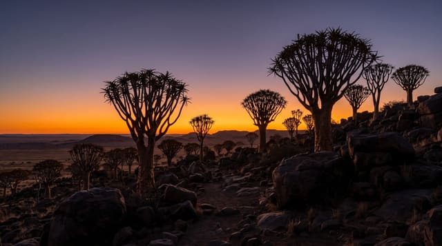 The Quiver Tree Forest