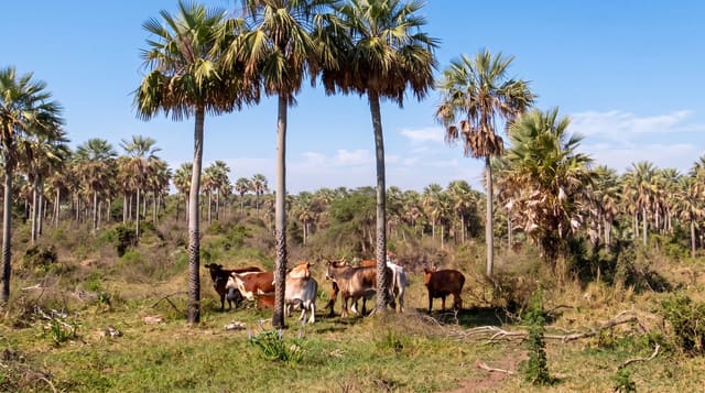 The Paraguayan Chaco