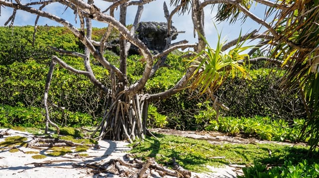 Henderson Island