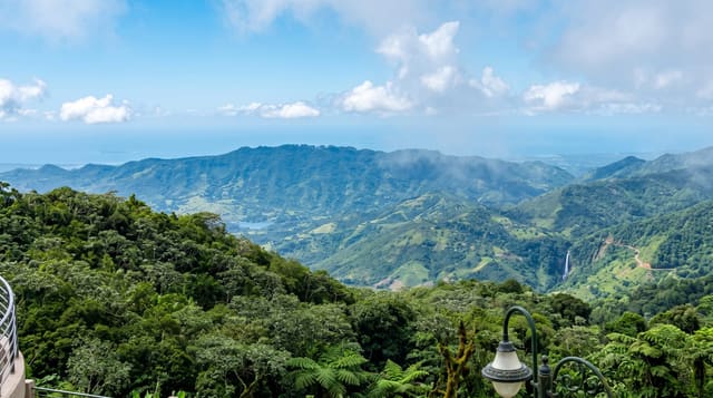 Toro Negro Forest