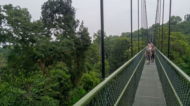 MacRitchie and the TreeTop Walk