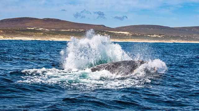 Hermanus and the Whale Coast