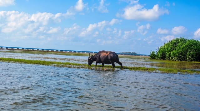 Thale Noi