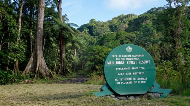 Tobago Main Ridge Forest Reserve