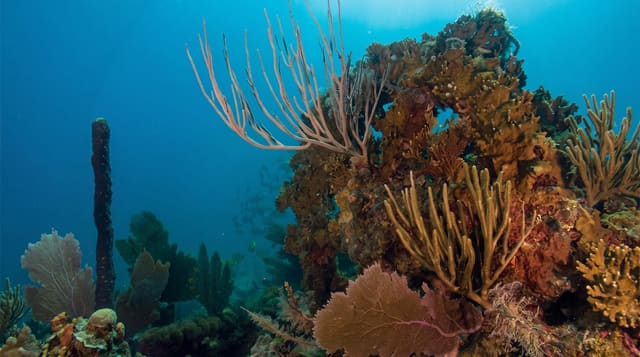 Coral World Ocean Park
