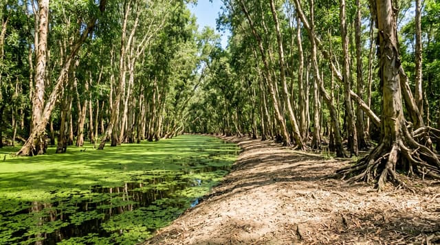Tra Su Cajuput Forest