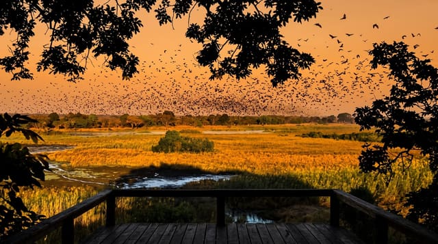 Kasanka Bat Migration
