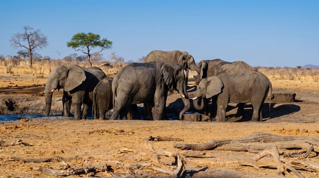 Hwange National Park