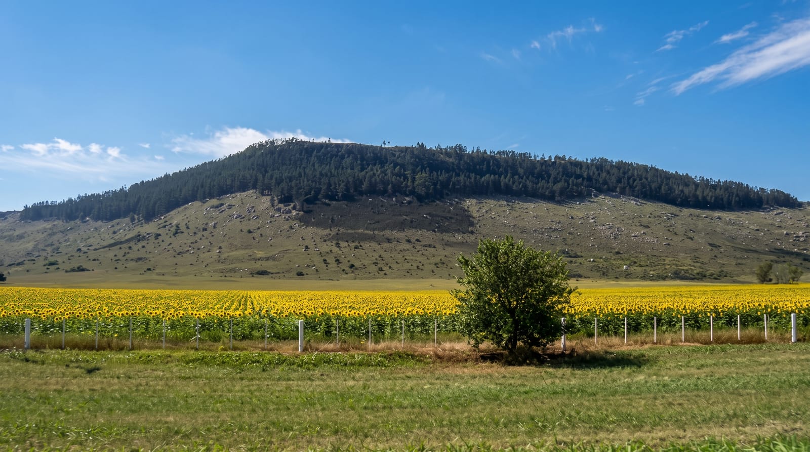 Balcarce