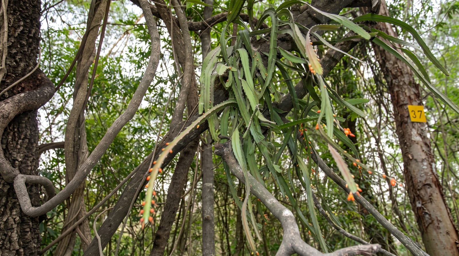 Calilegua National Park