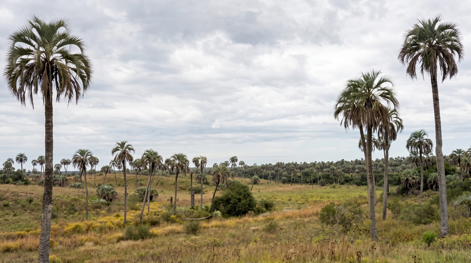 El Palmar National Park