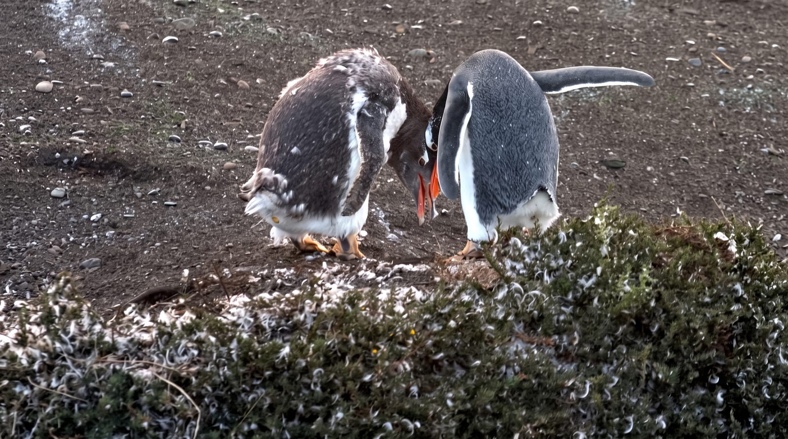 Isla Pingüino