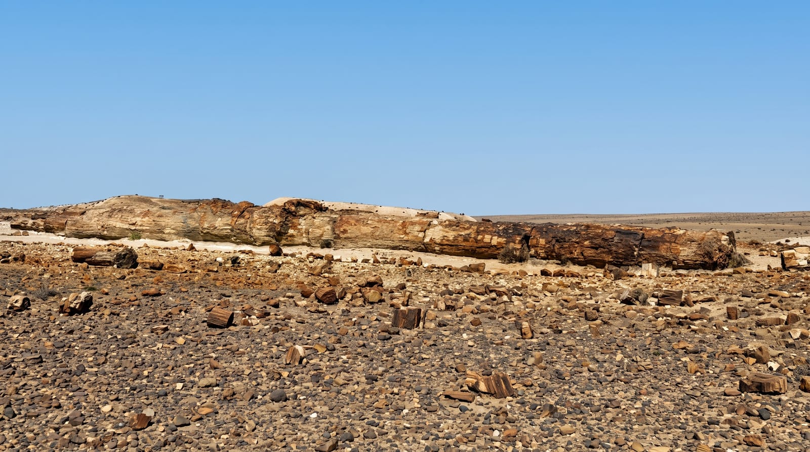 Jaramillo Petrified Forest