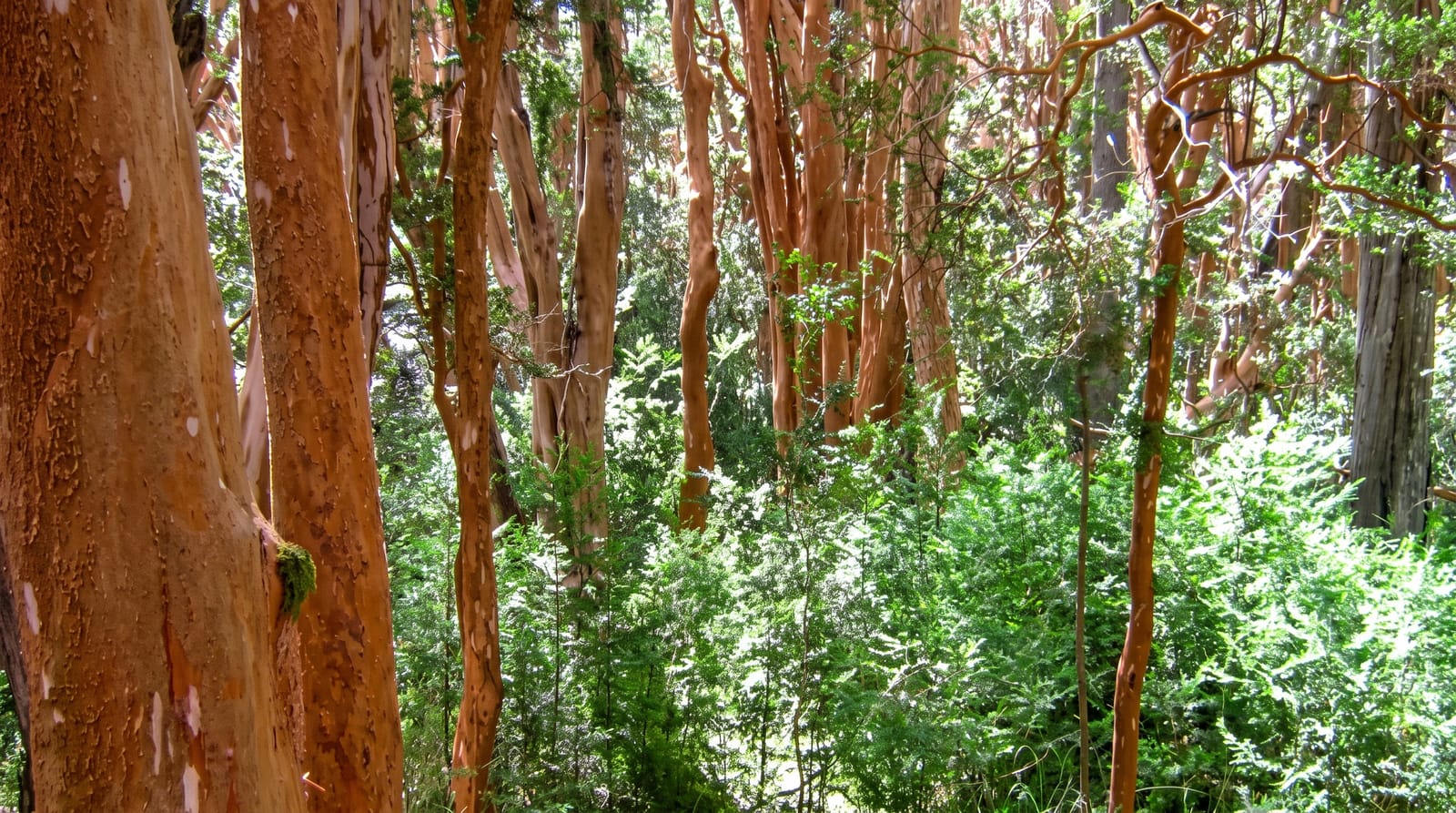 Los Arrayanes National Park