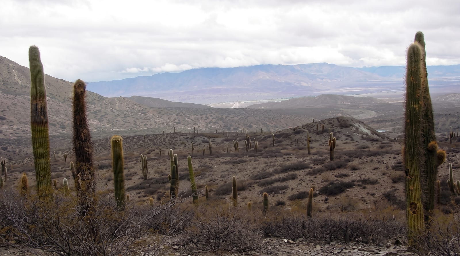 Los Cardones National Park