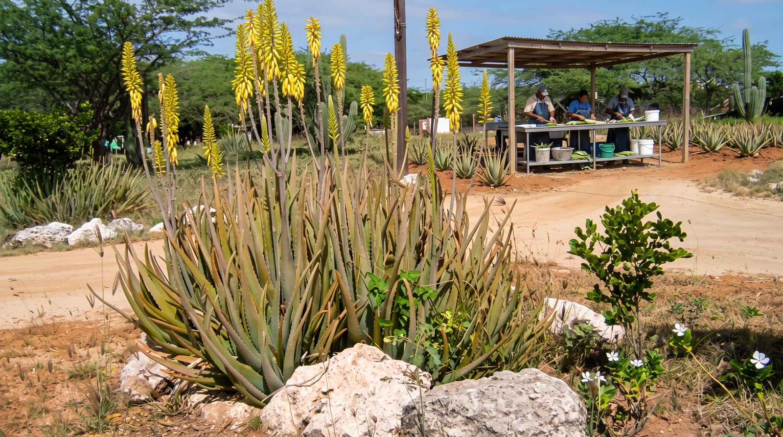 Aruba Aloe