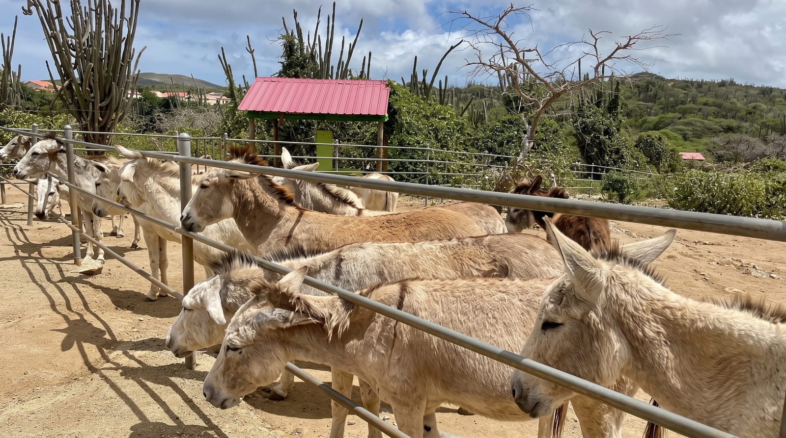 The Donkey Sanctuary
