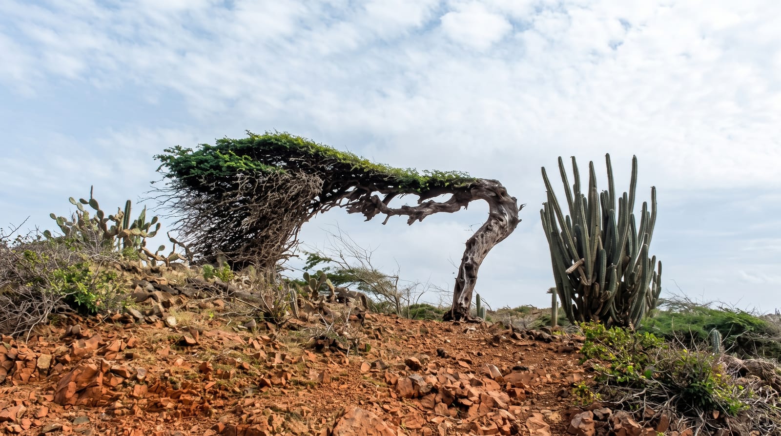 The Divi-Divi Trees