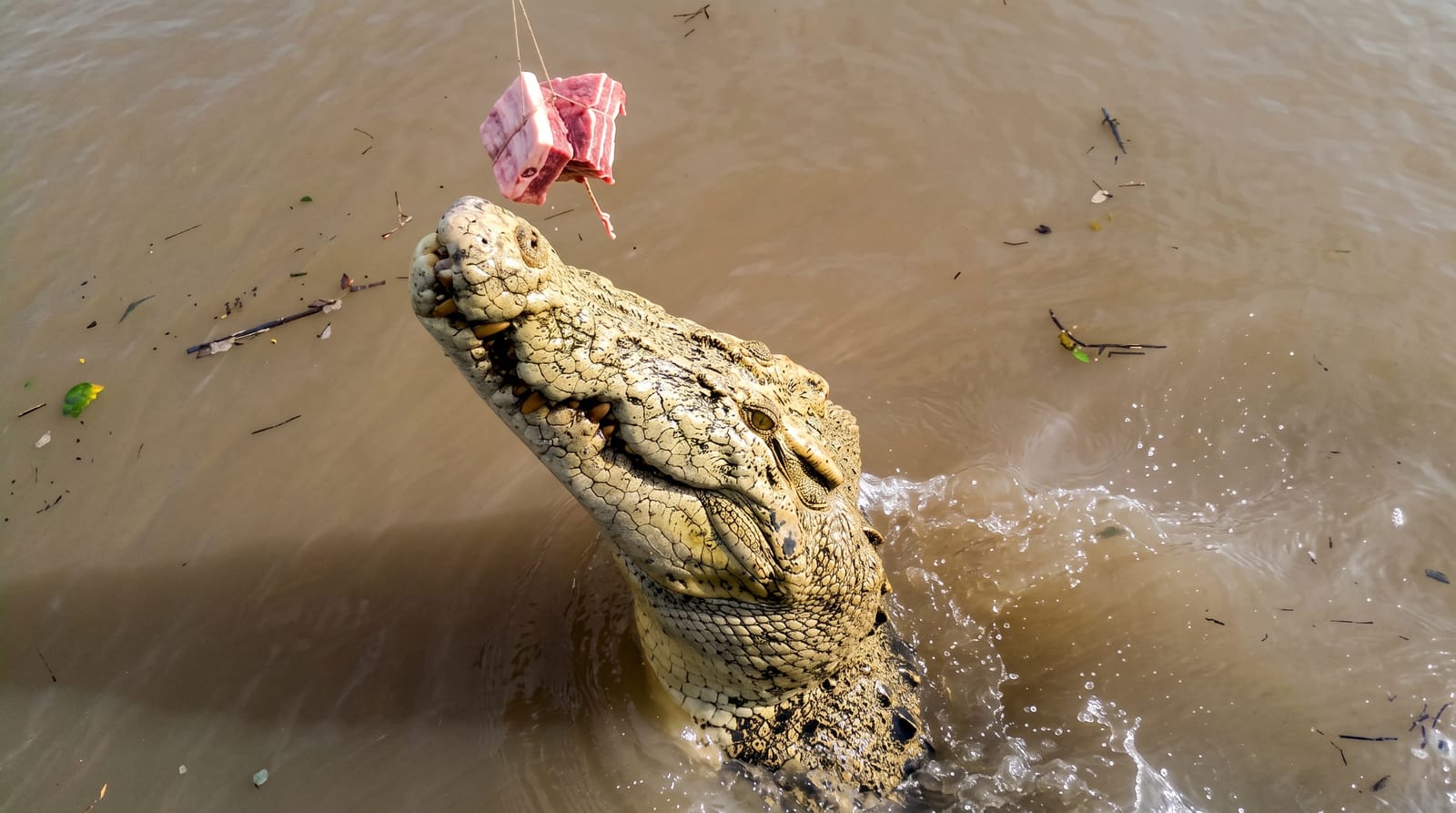 Adelaide River Jumping Crocodiles