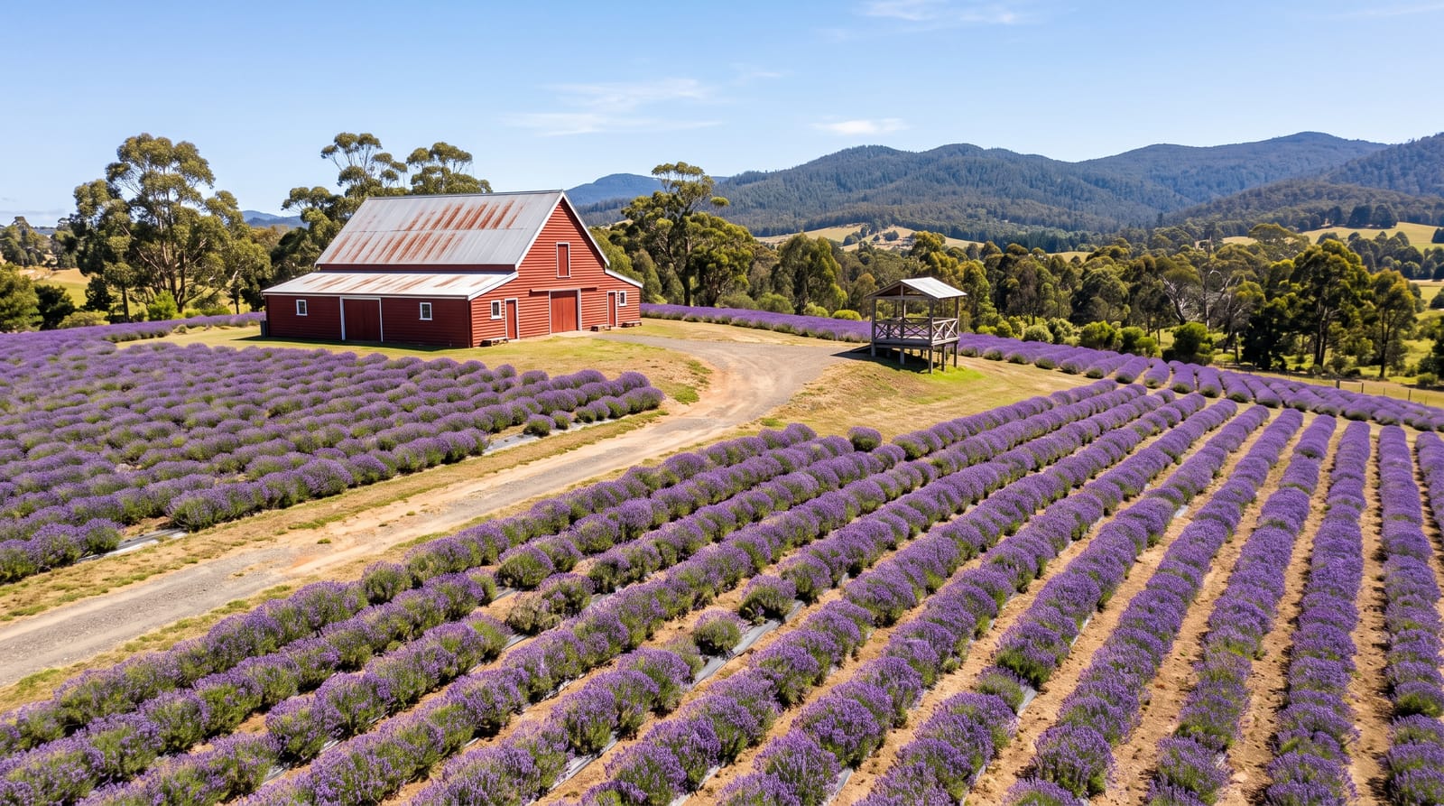 Bridestowe Lavender Estate