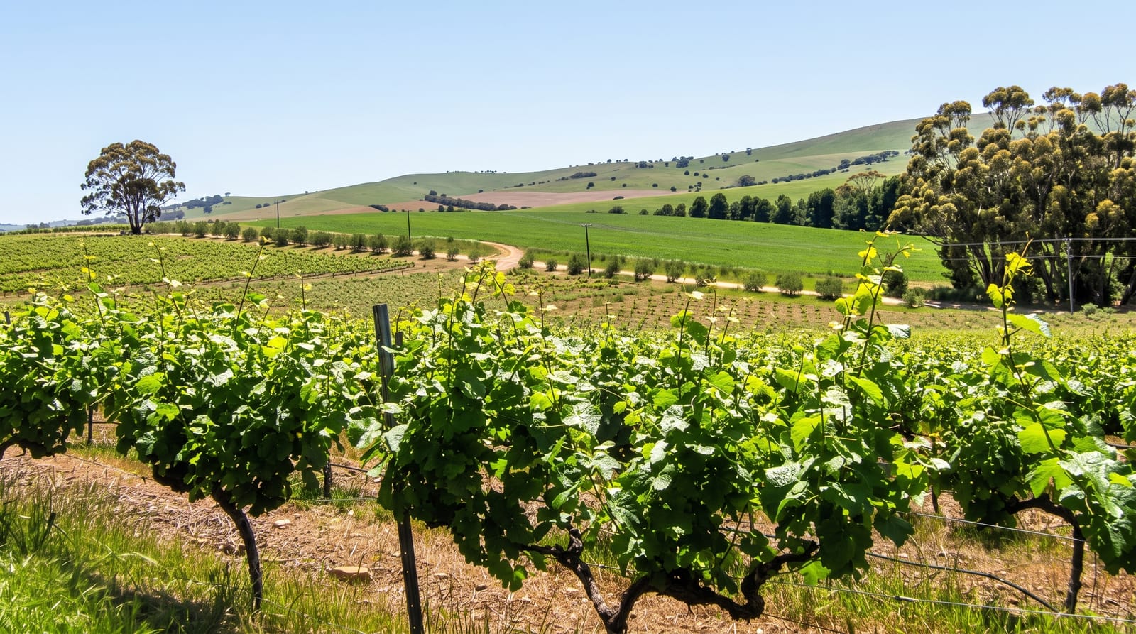 Clare Valley