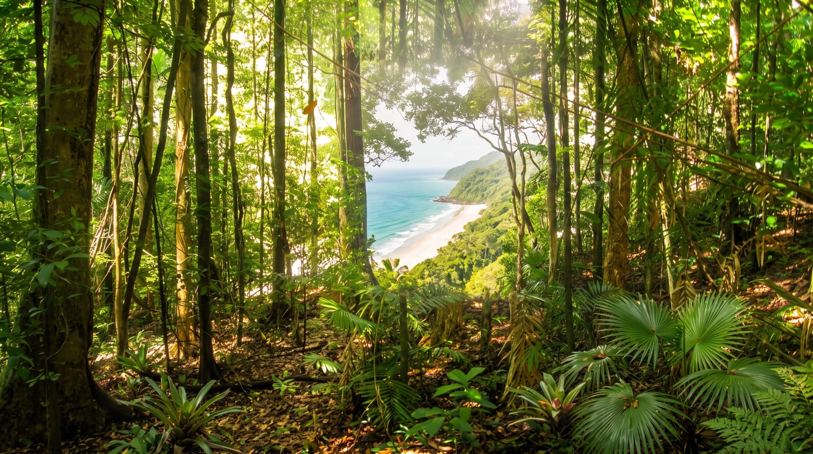 The Daintree Rainforest